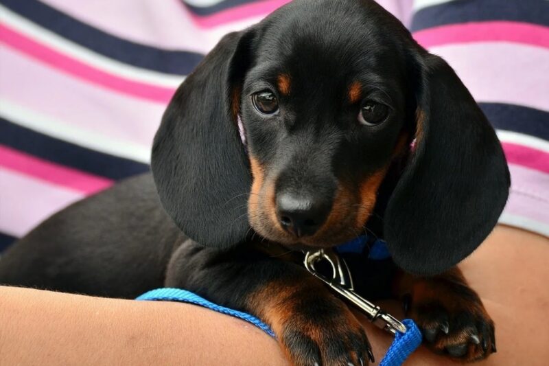 Les clés d&rsquo;une protection efficace contre les parasites internes chez le chiot